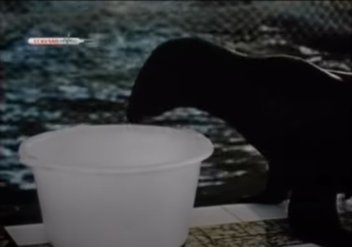 Азбука для котиків