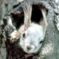 Лісові картинки