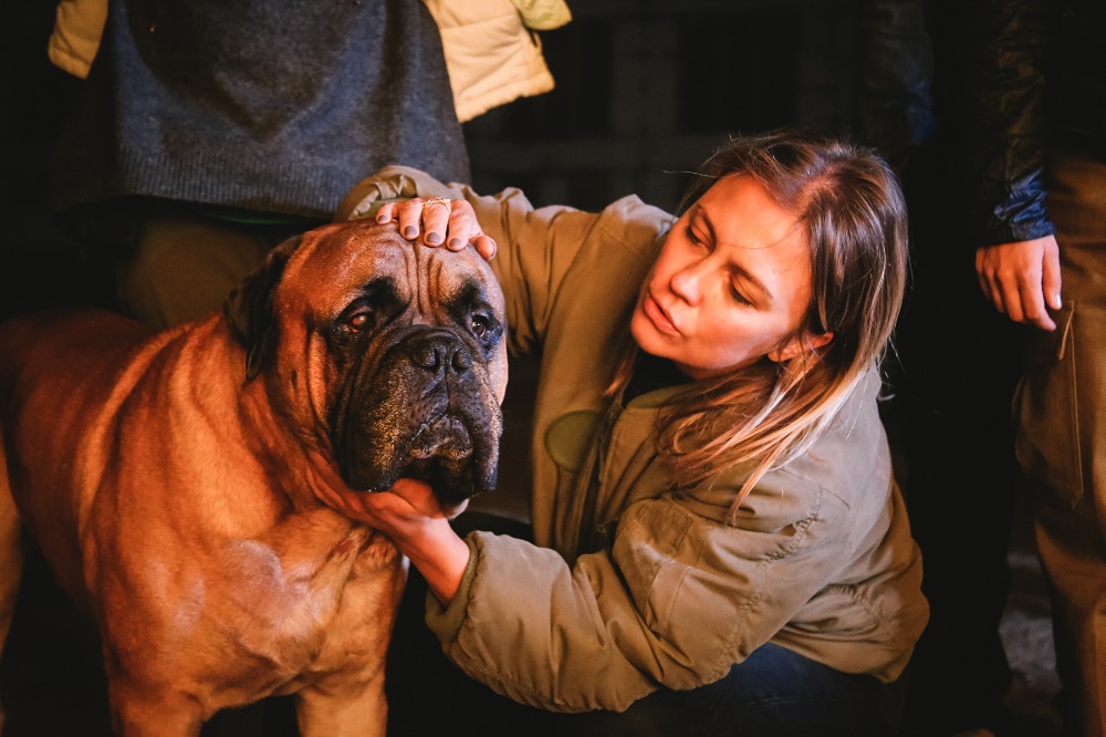 bullmastiff materials_bullmastiff_1 bullmastiff materials_bullmastiff_1